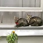 Tulip Of Гостевой дом 4*