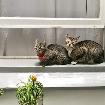 Tulip Of بيت ضيافة 4*