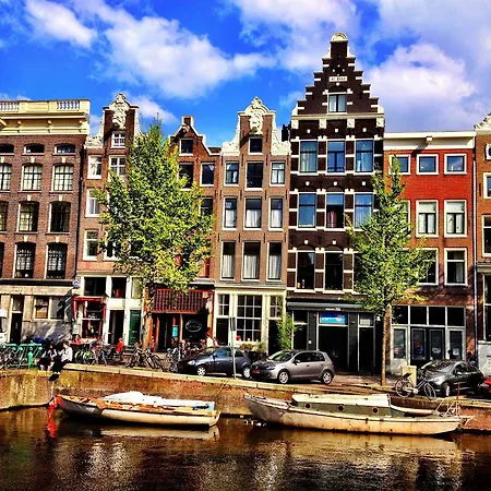 Tulip Of Amsterdam