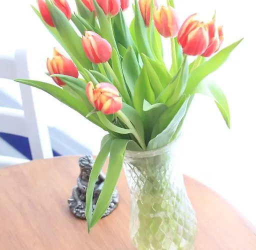 Gasthuis Tulip Of 4*