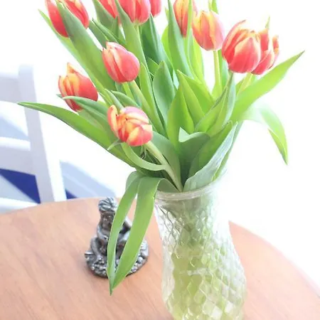 בית הארחה Tulip Of 4*