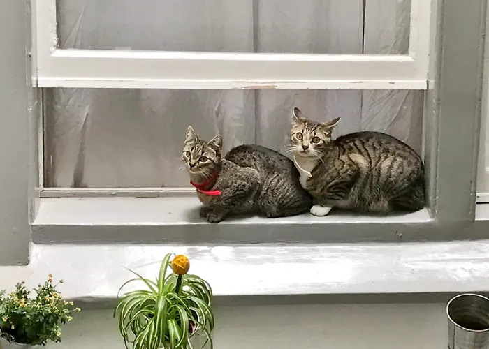 Tulip Of Gasthuis 4*